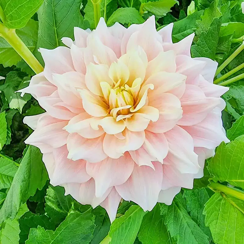 Break Out Dahlia Decorative Floral Accessory