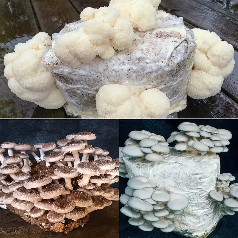 Table Top Indoor Mushroom Growing Kit for Home Cultivation