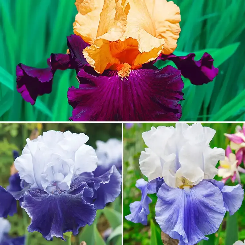 Bearded Iris Collection - Perennial Rhizome Assortment for Garden Planting