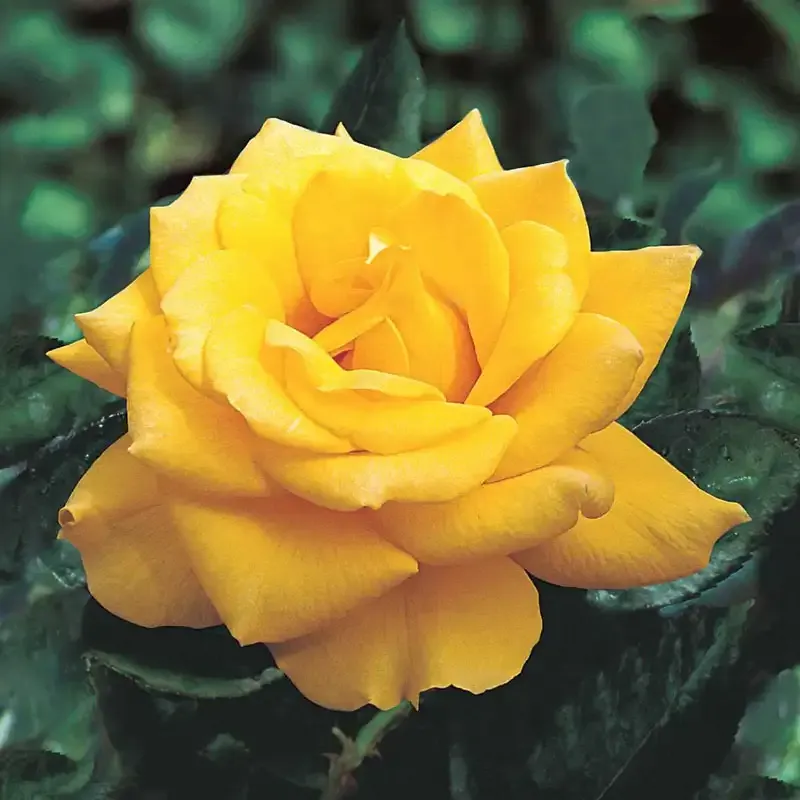 Henry Fonda Hybrid Tea Rose Bush - Deep Yellow Garden Plant