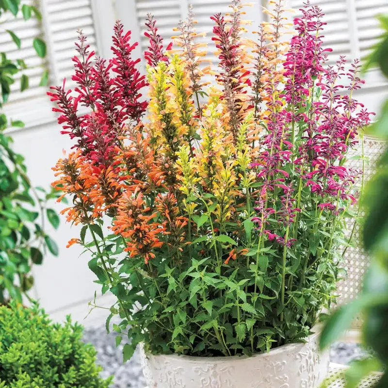Nectar Hummingbird Mint Seed Mixture for Pollinator Gardens 1