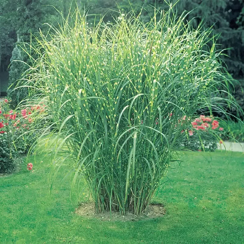 Artificial Zebra Grass Plant for Indoor Decorative Use