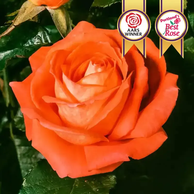 Tropicana Hybrid Tea Rose - Fragrant Orange-Red Garden Shrub