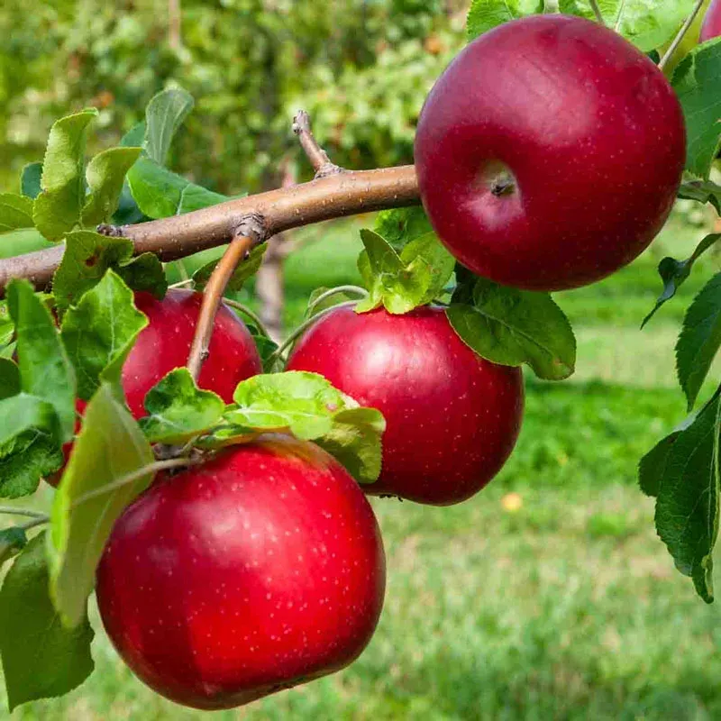 Jonathan Red Apple - Crisp and Balanced Flavor Variety