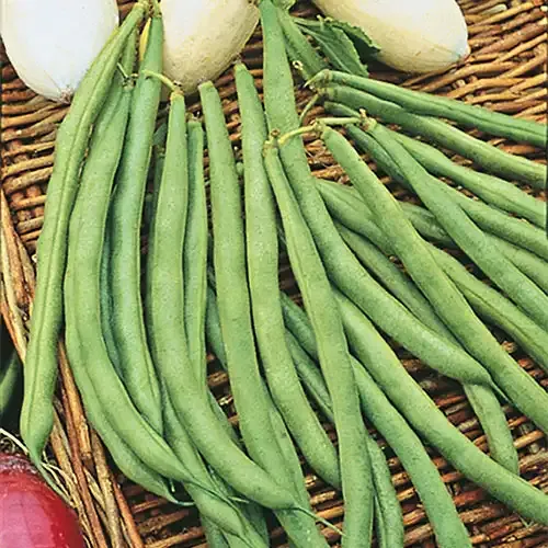 Topcrop Bush Bean Seeds for Home Vegetable Gardening