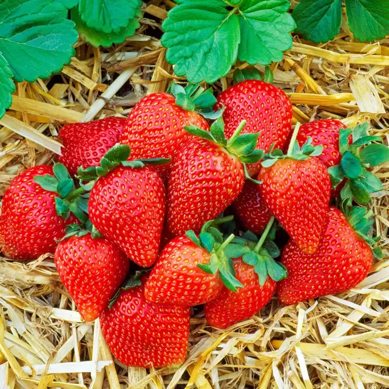 June-bearing Strawberry Plants for Seasonal Garden Harvest 2