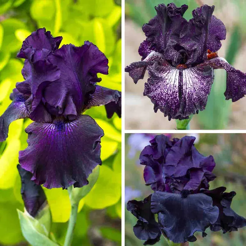 Dark as Night Iris Botanical Collection
