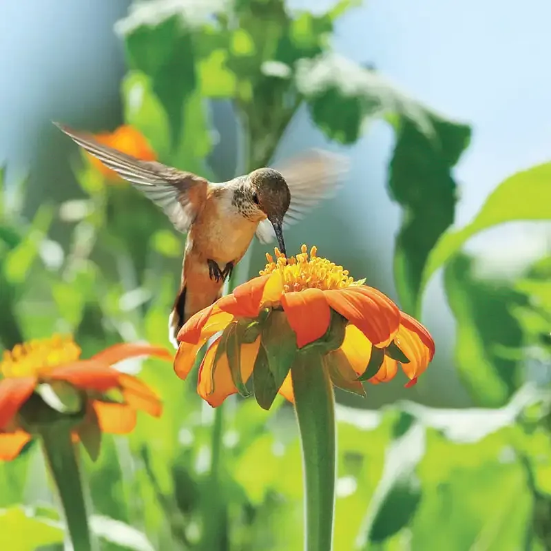 Mexican Sunflower (Tithonia rotundifolia) Annual Flower Seeds