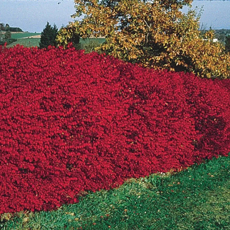 Dwarf Burning Bush Hedge (Euonymus alatus 'Compactus') 1