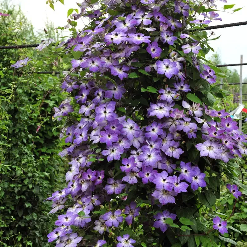 Cloudburst Clematis PBR Perennial Climbing Flowering Vine 1