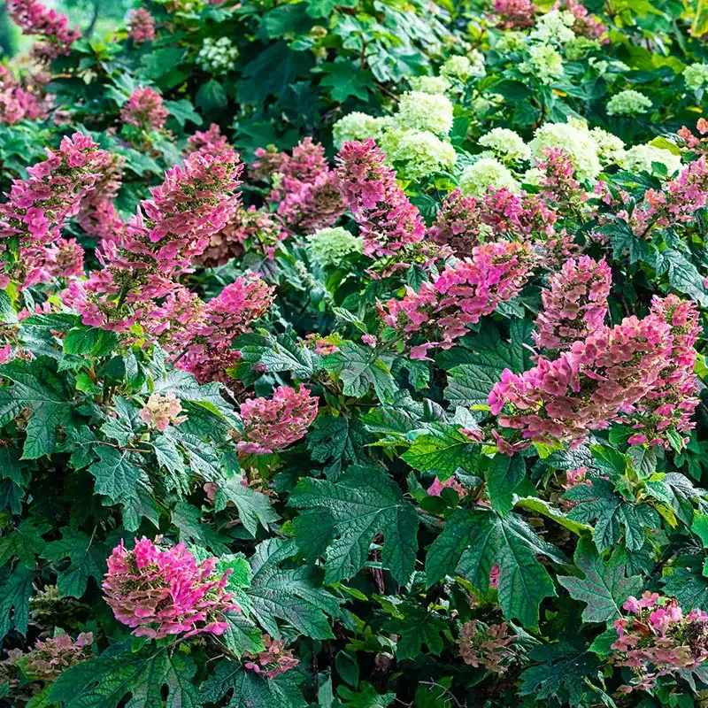 Ruby Slippers Dwarf Oakleaf Hydrangea Compact Deciduous Shrub