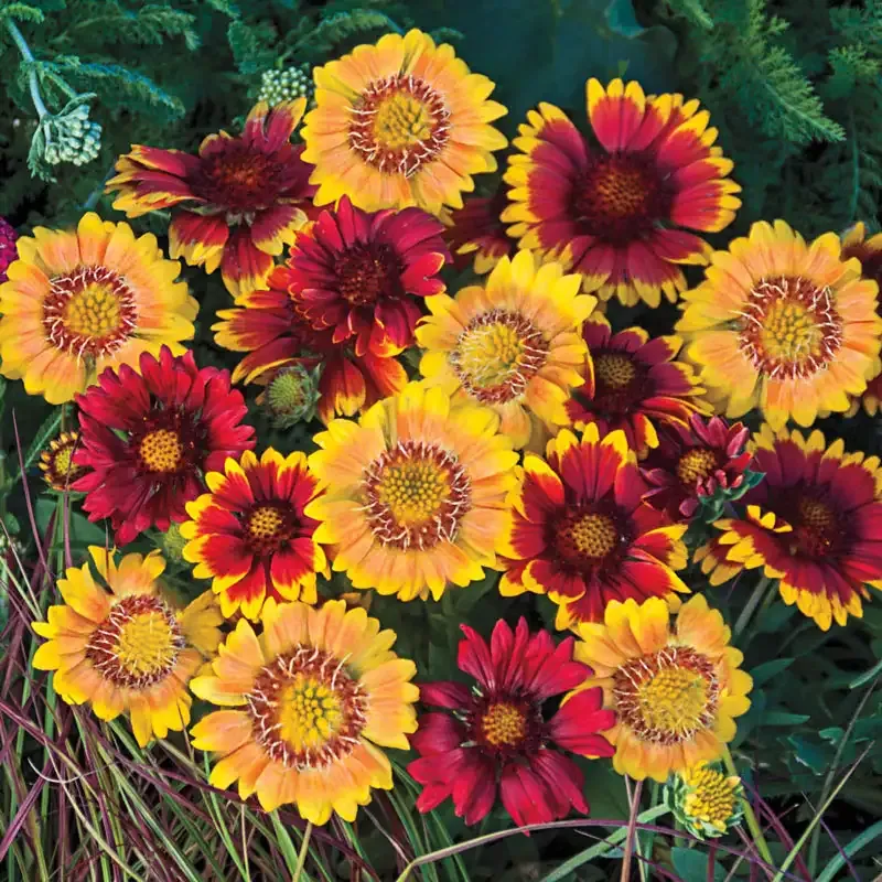 Arizona Sun Gaillardia Mix - Drought-Tolerant Perennial Flower Seeds