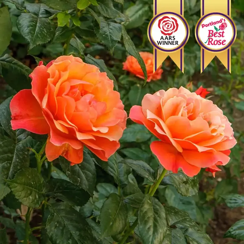 Floribunda Rose Bush - Disease Resistant Continuous Blooming Garden Shrub