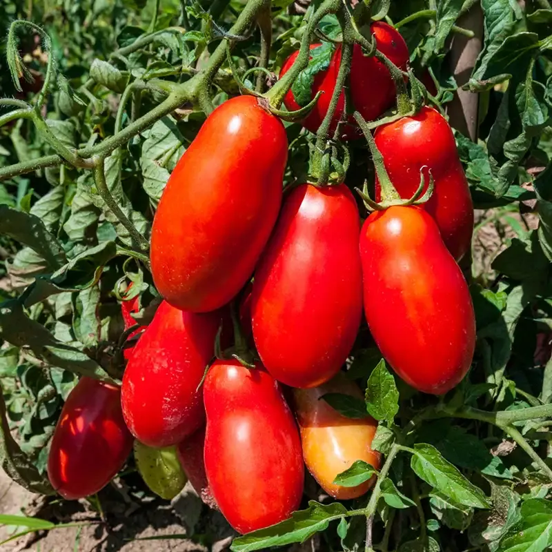 Authentic San Marzano Whole Peeled Tomatoes 1
