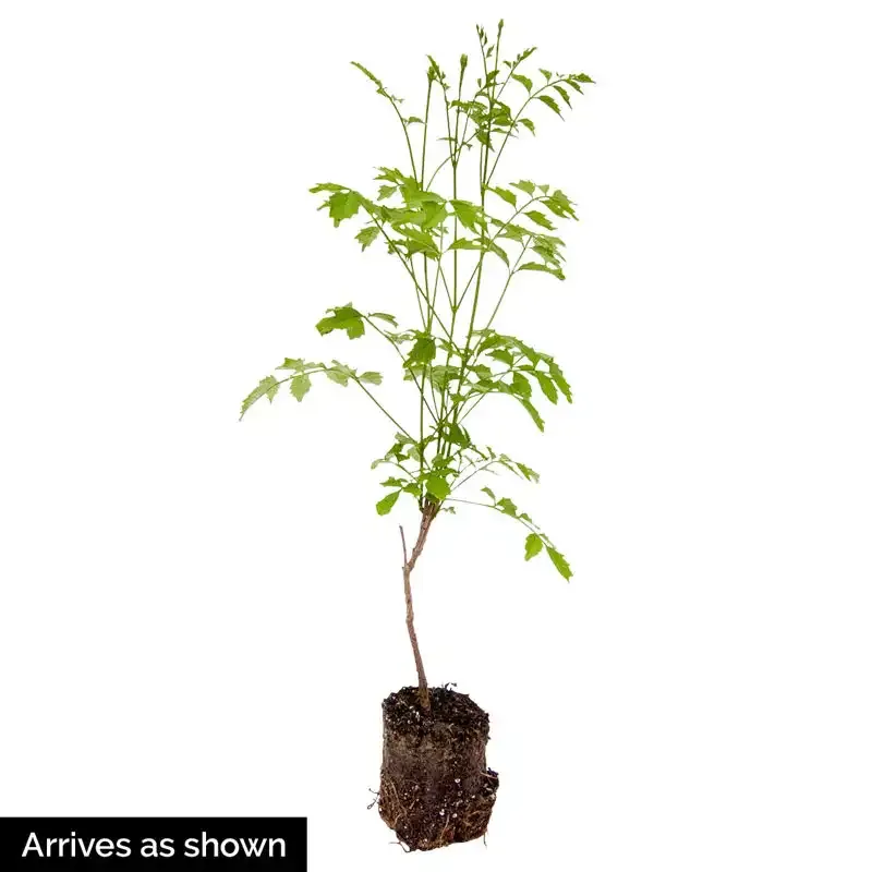 Grandiflora Trumpet Vine - Deciduous Flowering Climbing Plant 2