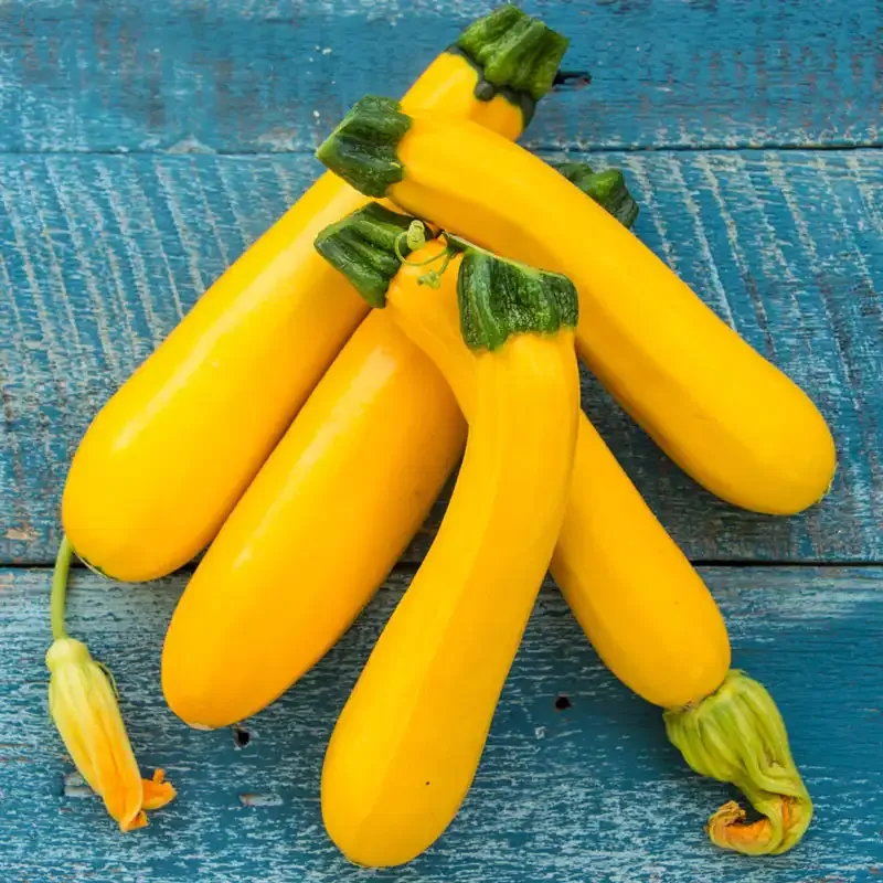 Easy Pick Gold II Hybrid Summer Squash Seeds (Approx. 20 Seeds)