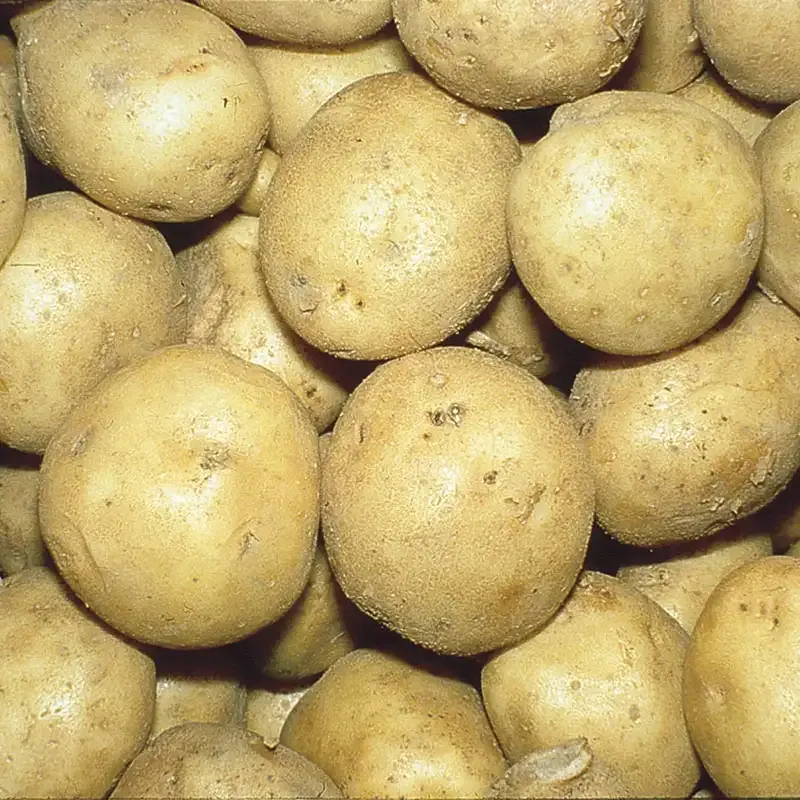 Kennebec All-Purpose White Potato