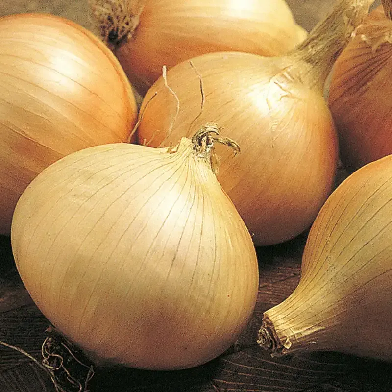 Walla Walla Sweet Onion Large Yellow Bulb