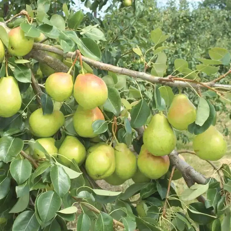 Crisp 'n Sweet Pear Tree for Home Orchard Cultivation 2