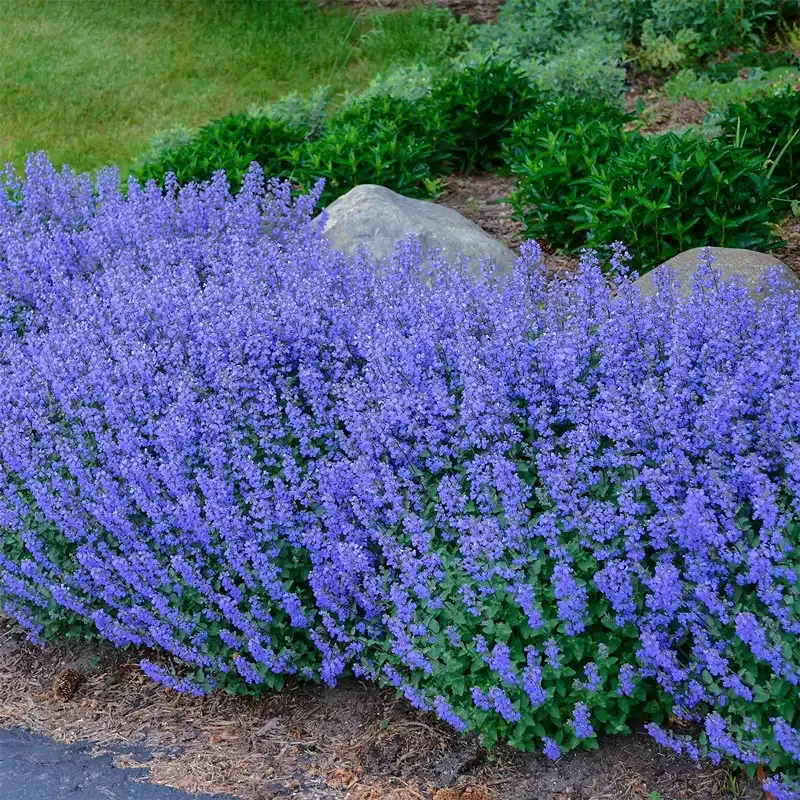 Purrsian Blue Catmint Perennial Herb Plant 1