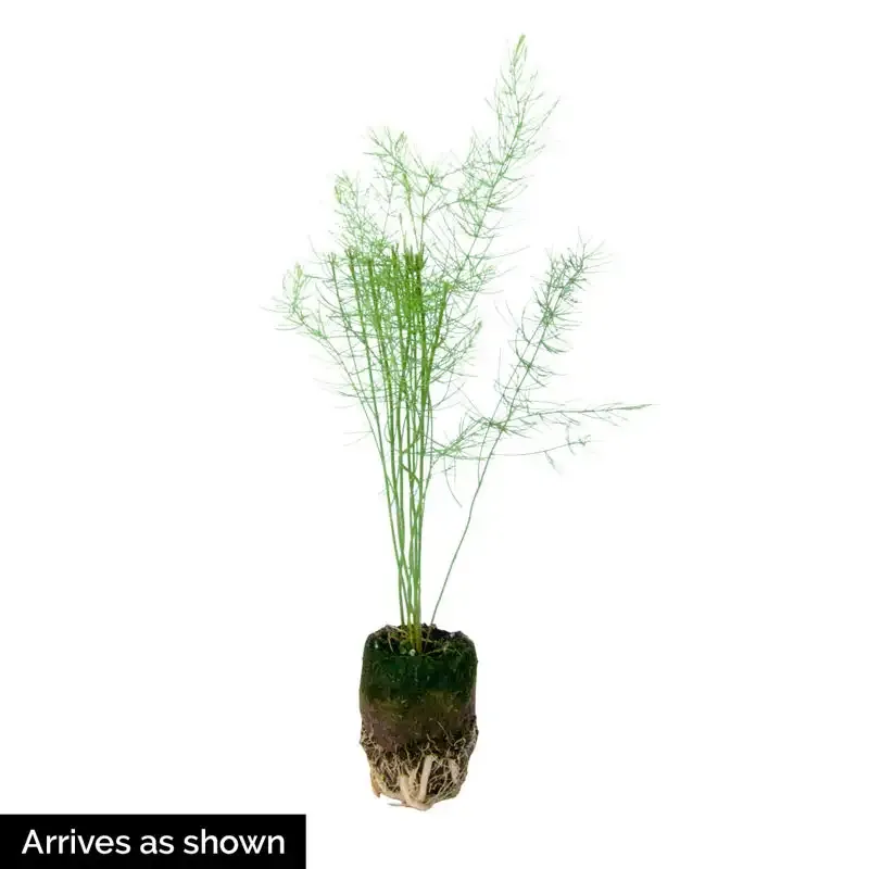 Grande Hybrid Asparagus Crowns for Perennial Garden Planting 1