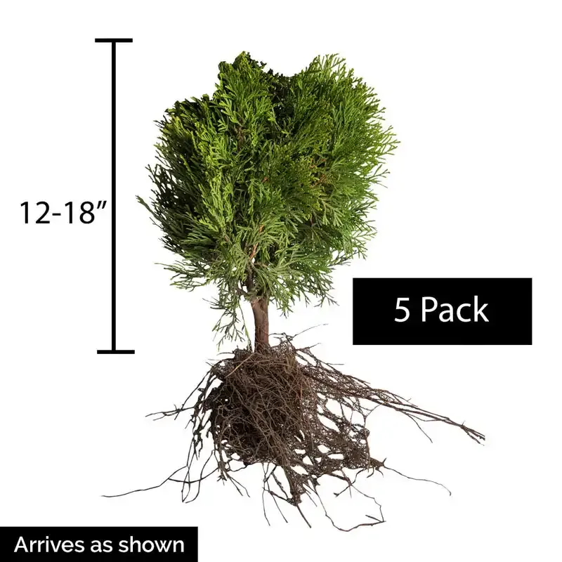 Little Giant Arborvitae Compact Evergreen Hedge Shrub 2