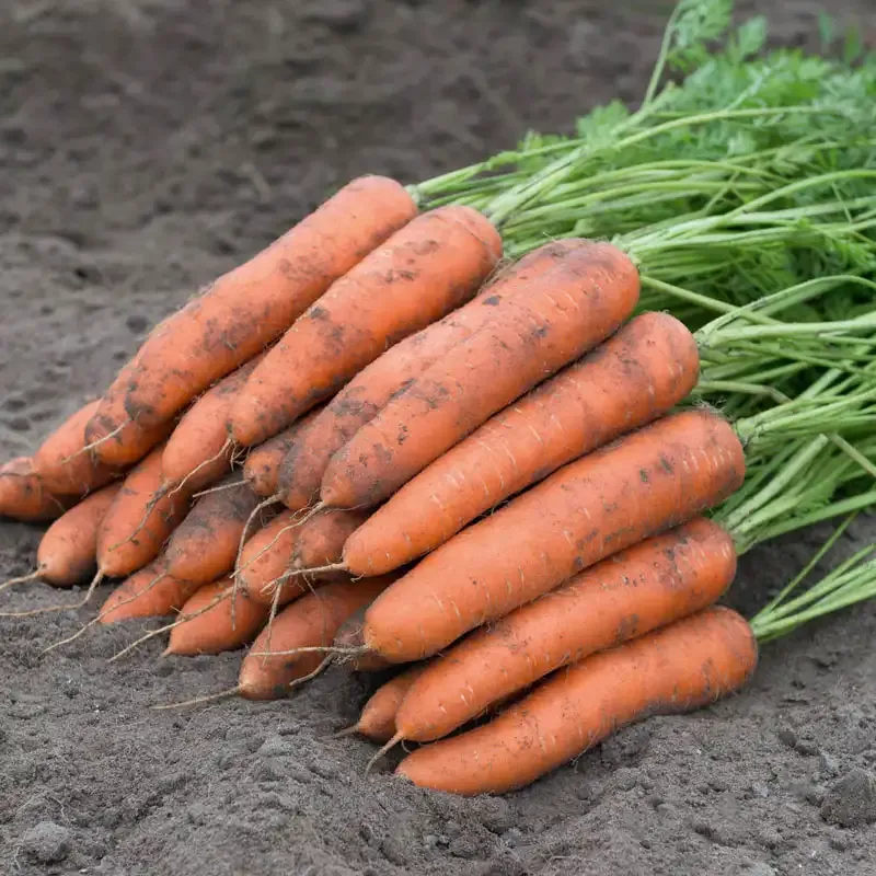 Berlin Hybrid Carrot Seeds for Home Vegetable Gardening