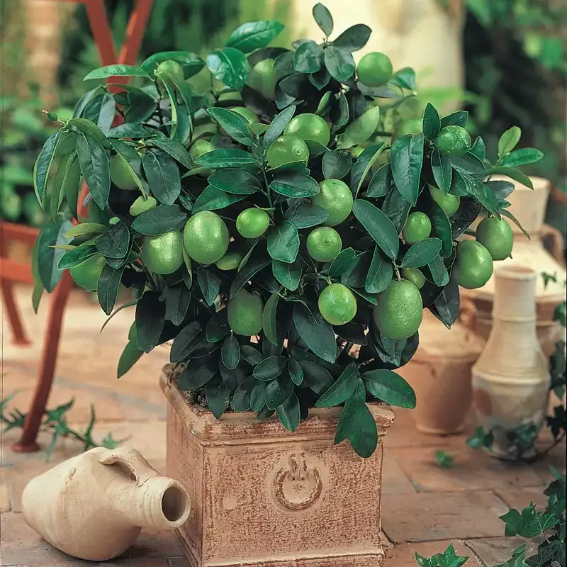 Dwarf Key Lime Tree - Compact Citrus Plant for Indoor and Patio Cultivation