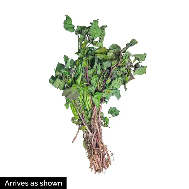 Covington Sweet Potato - Uniform Root Vegetable for Culinary Applications 1