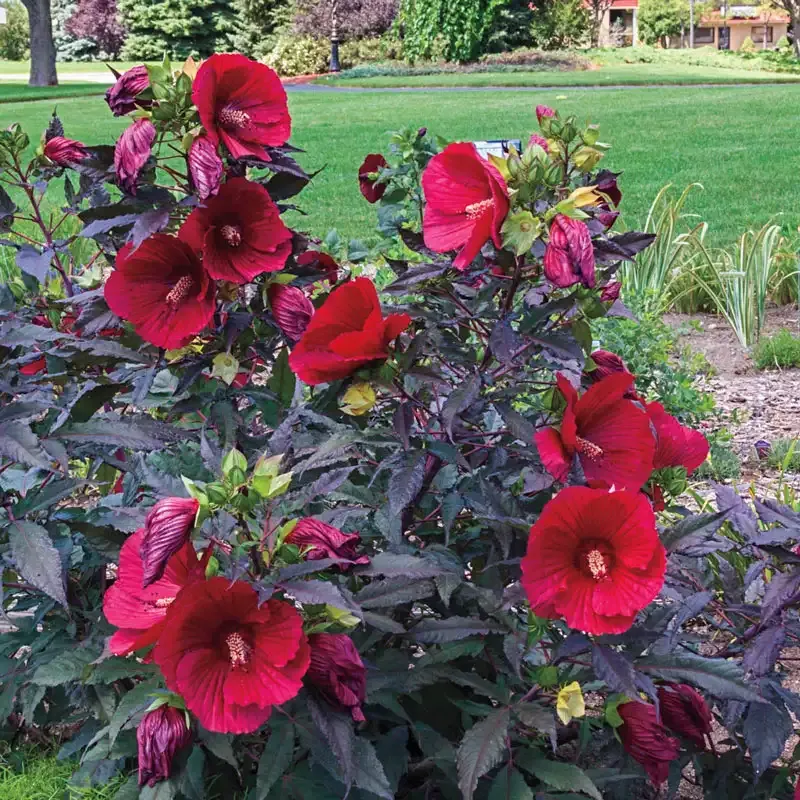 Midnight Marvel Hibiscus Perennial Flowering Shrub