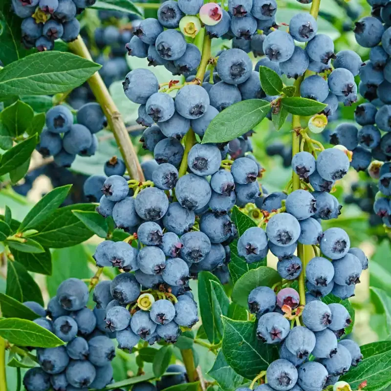 Echo Half-High Blueberry Plant - Compact Fruit-Bearing Shrub 2