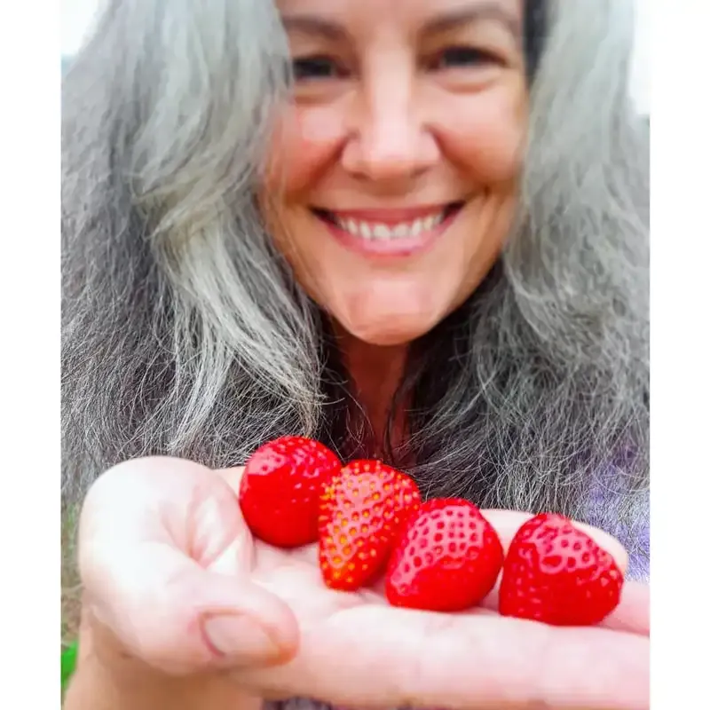 Whopper Everbearing Strawberry Plants - High-Yield Bare Root Starts 1
