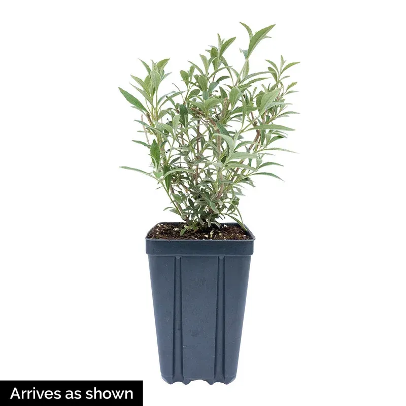 White Profusion Butterfly Bush (Buddleja davidii) Fragrant Flowering Shrub 1