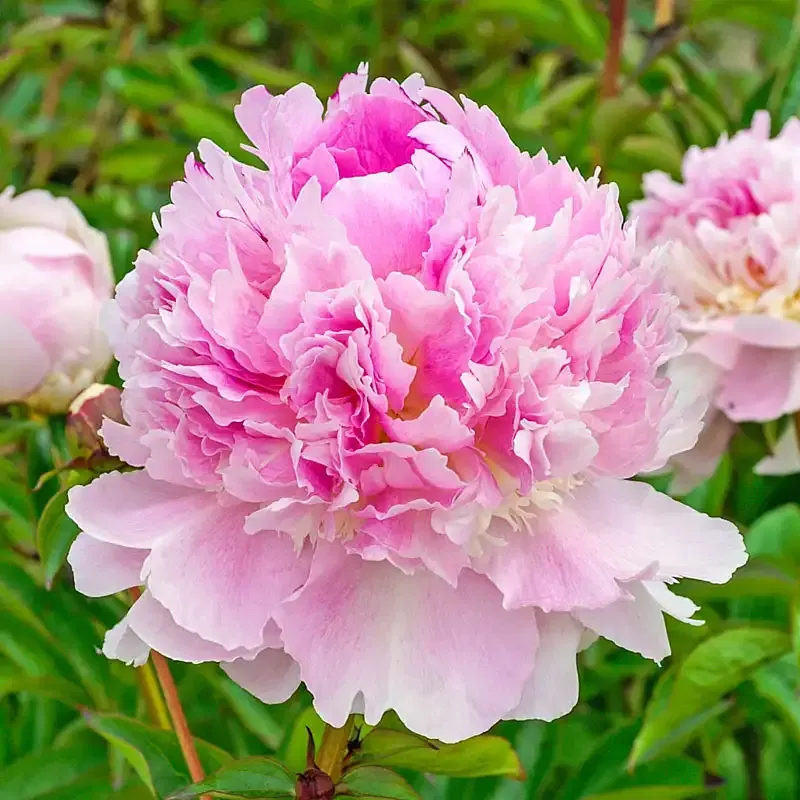 Peony Floral Eau de Parfum - Elegant Botanical Fragrance