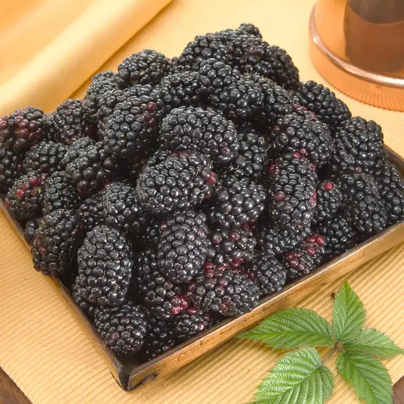 Columbia Giant Blackberry Plant - High-Yield Trailing Berry Variety