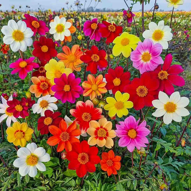 Beeline Dahlia Mix - Assorted Decorative Garden Flower Bulbs 1