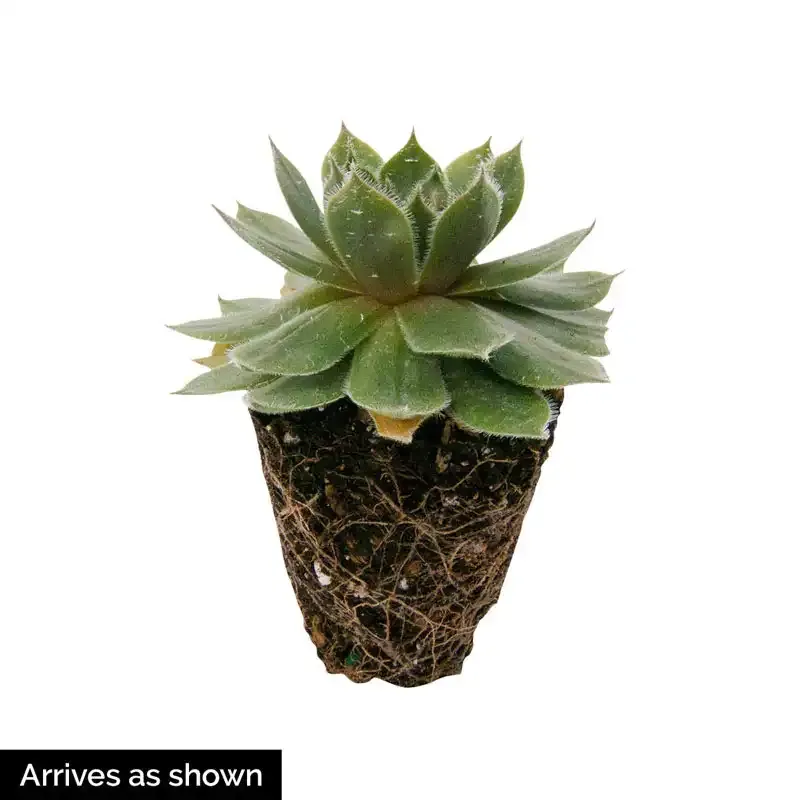 Assorted Hens and Chicks Sempervivum Succulent Collection 1