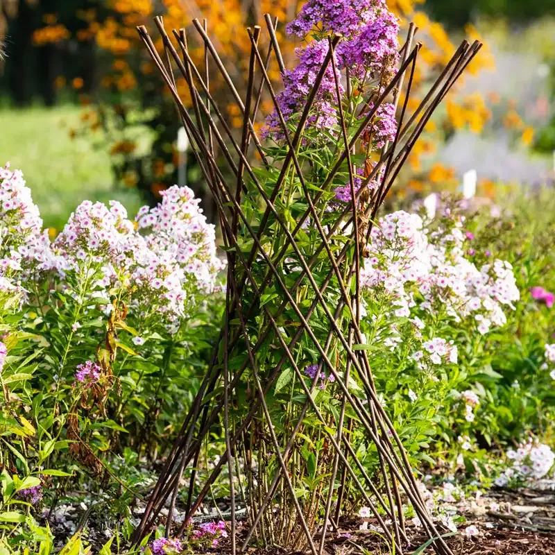 Natural Willow Obelisk Support for Climbing Plants and Garden Vines 1