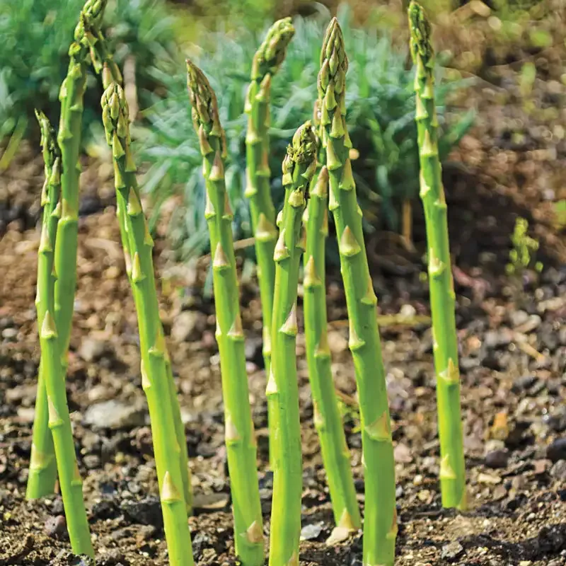 Perennial Asparagus Crowns for Home Vegetable Gardens 2