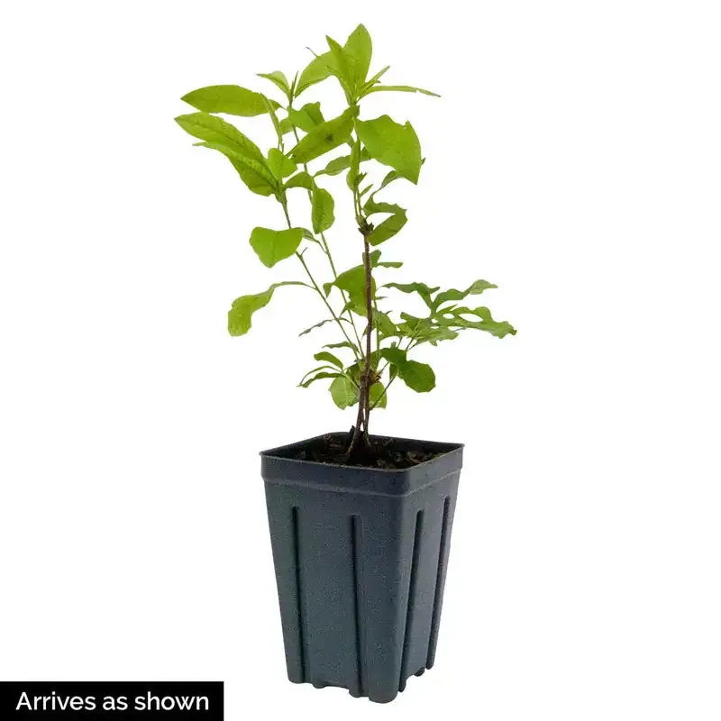 Azalea Flowering Shrub for Outdoor Garden Landscaping 1