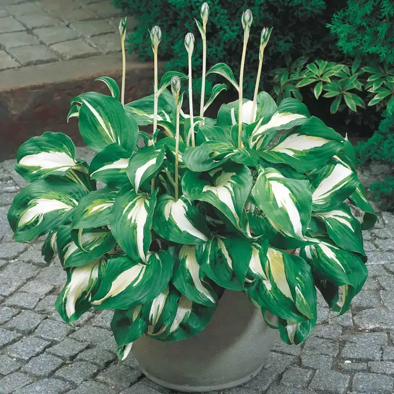 Hosta Mediovariegata Variegated Shade-Loving Perennial Foliage