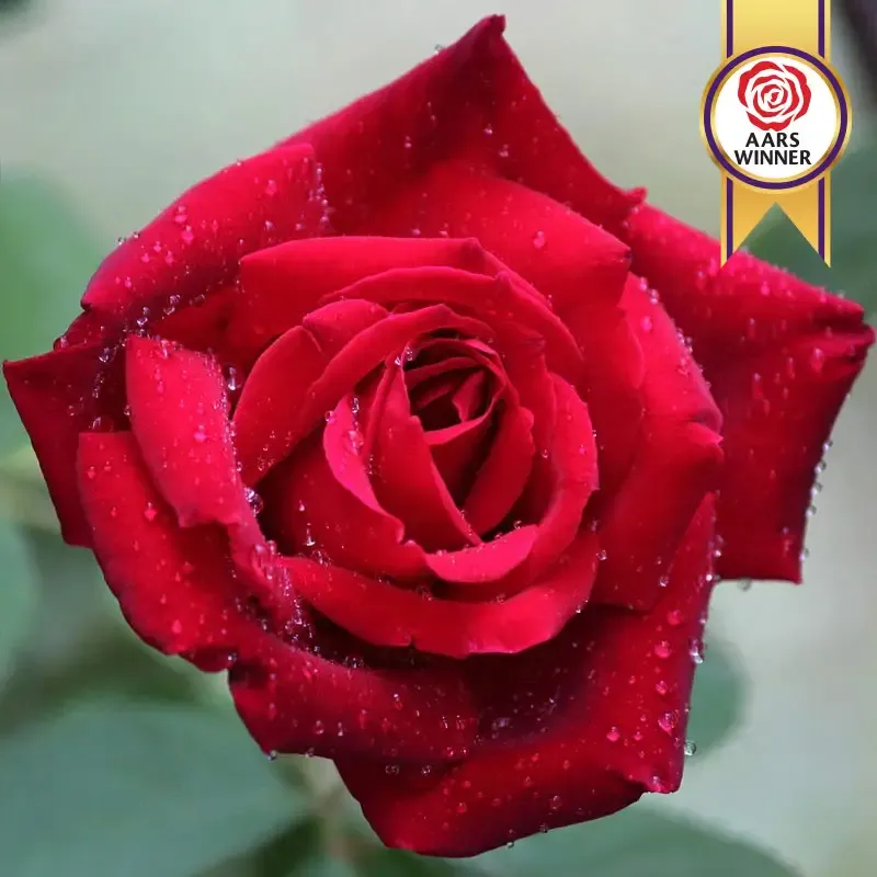 Chrysler Imperial Hybrid Tea Rose - Deep Red Fragrant Garden Shrub