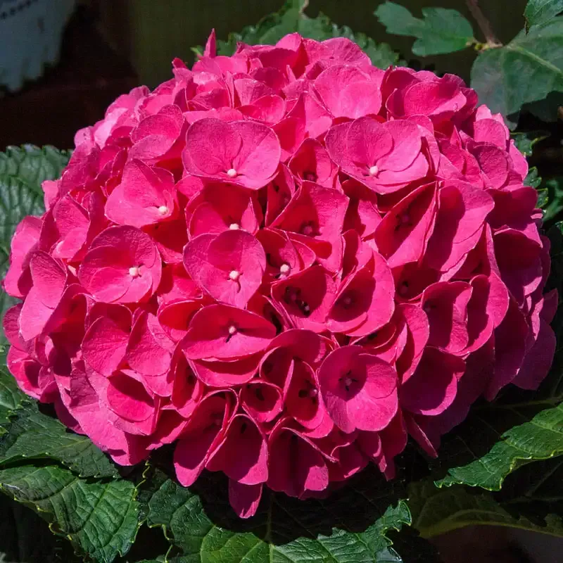 Glowing Embers Hydrangea Flowering Shrub