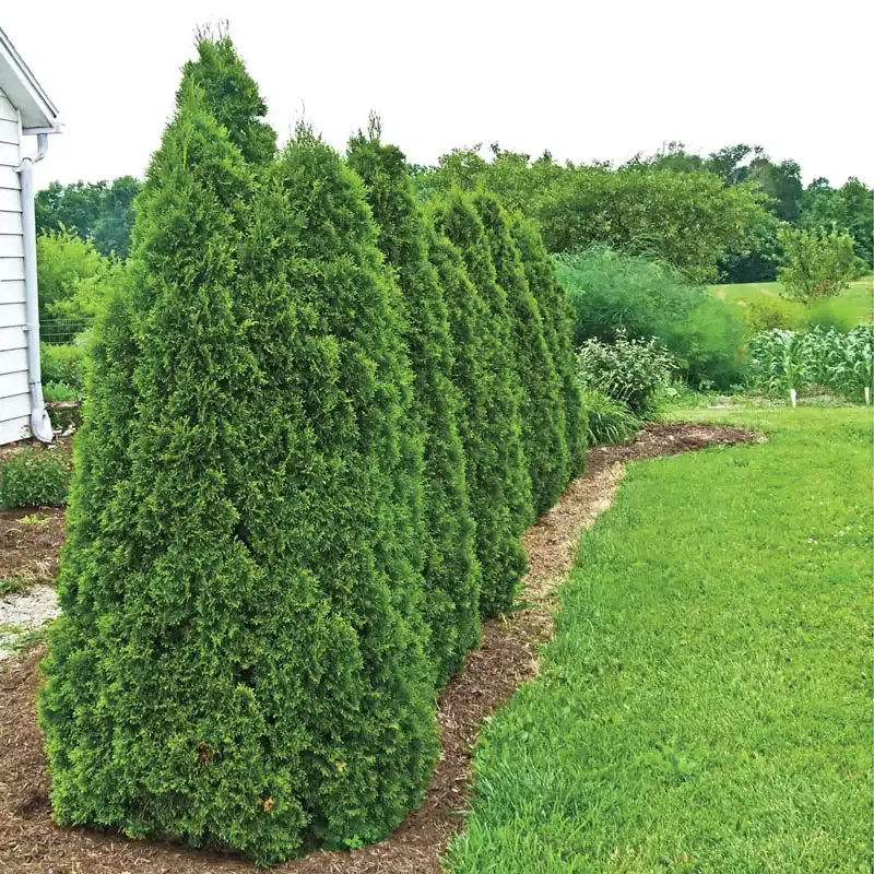 Green Giant Arborvitae (Thuja 'Green Giant') Evergreen Privacy Tree