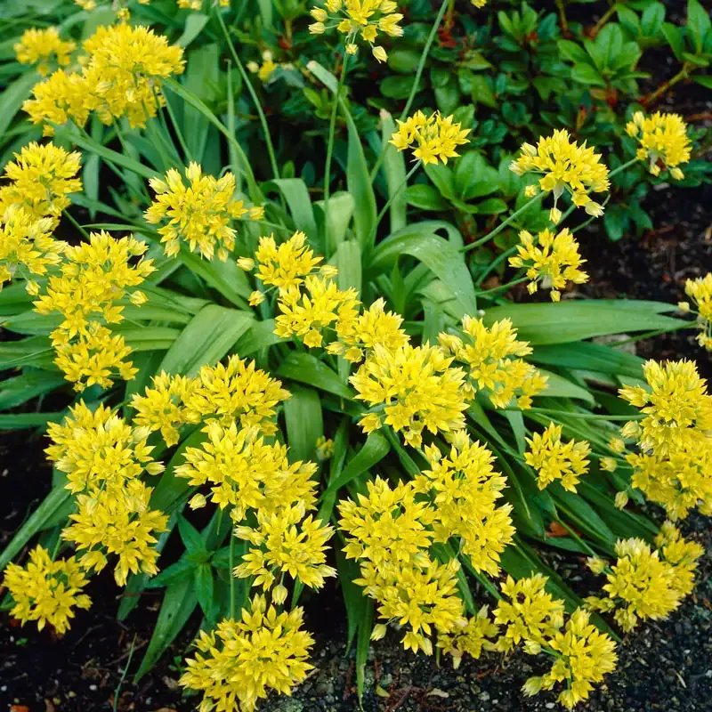 Deer-Resistant Allium Bulbs for Naturalizing Perennial Garden Displays 2
