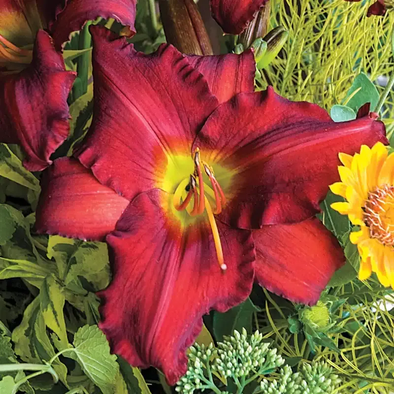 Red Razzmatazz Daylily Perennial Flower Bulb for Garden Landscapes