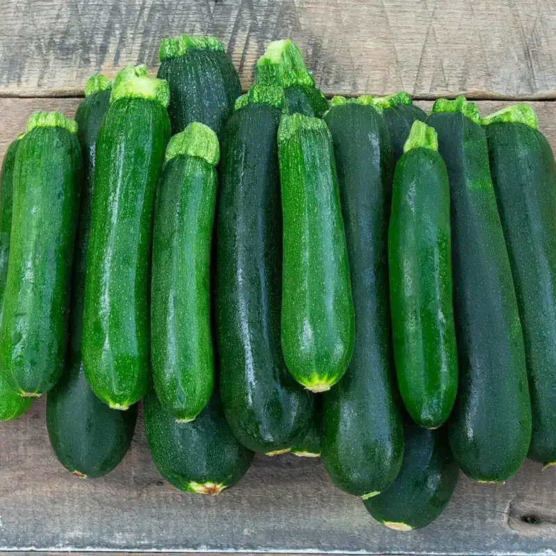 Green Star Hybrid Summer Squash Seeds - High-Yield Garden Vegetable Seeds