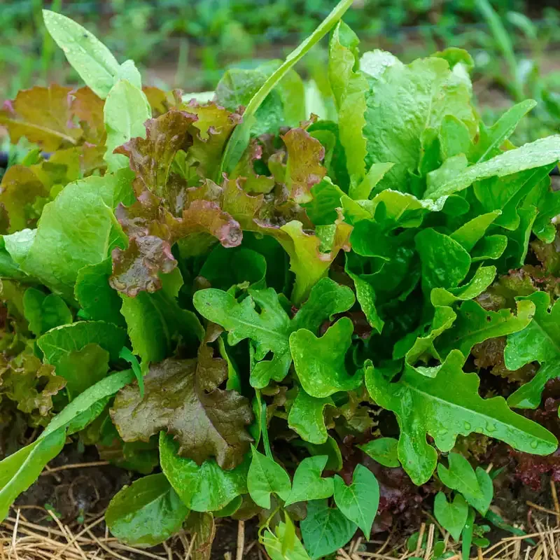 Assorted Leafy Greens Lettuce Seed Blend for Home Vegetable Gardens 1