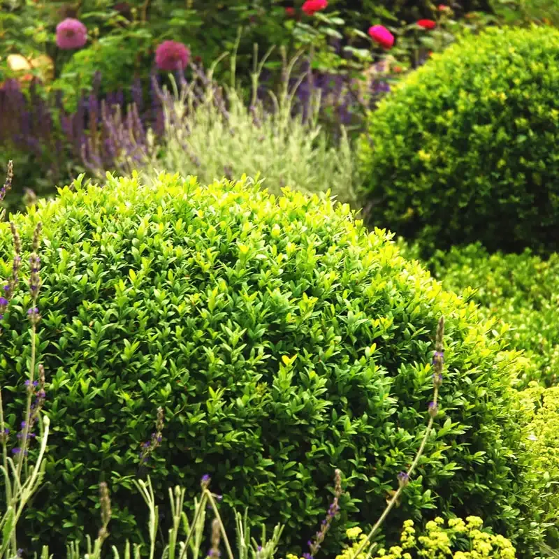 Winter Gem Boxwood Hedge Artificial Privacy Shrub