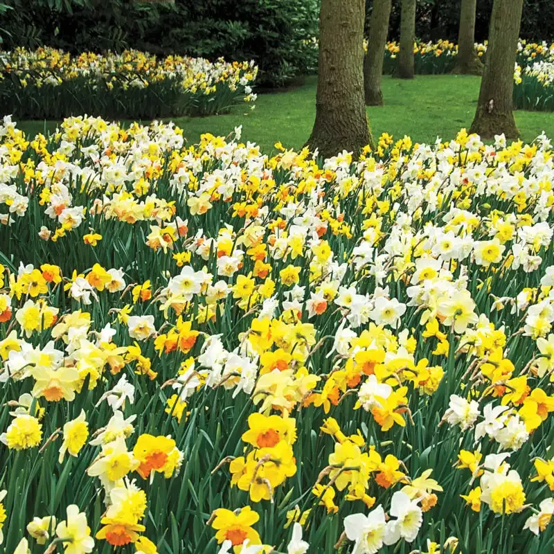 Daffodils for Shade Mix - Shade-Tolerant Narcissus Flower Bulbs